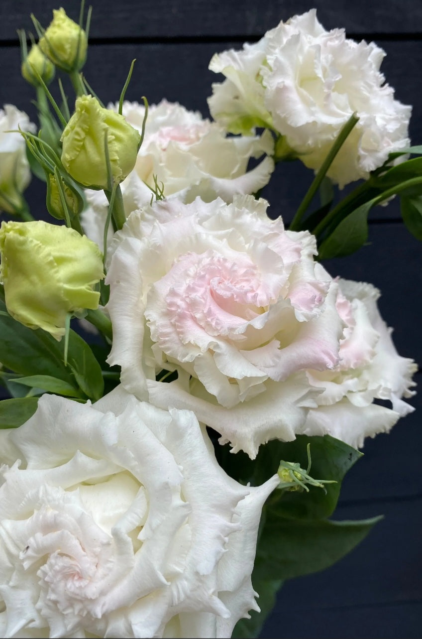 Lisianthus Voyage 2 First Love Plugs (4)