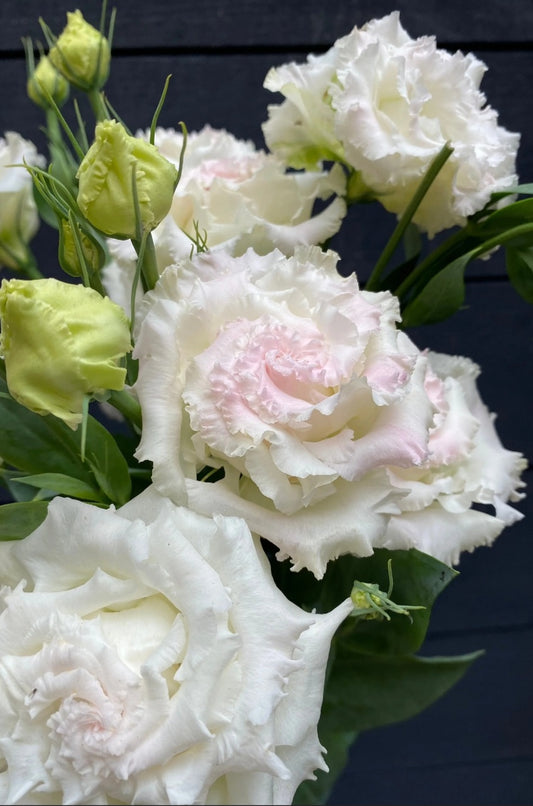 Lisianthus Voyage 2 First Love Plugs (4)
