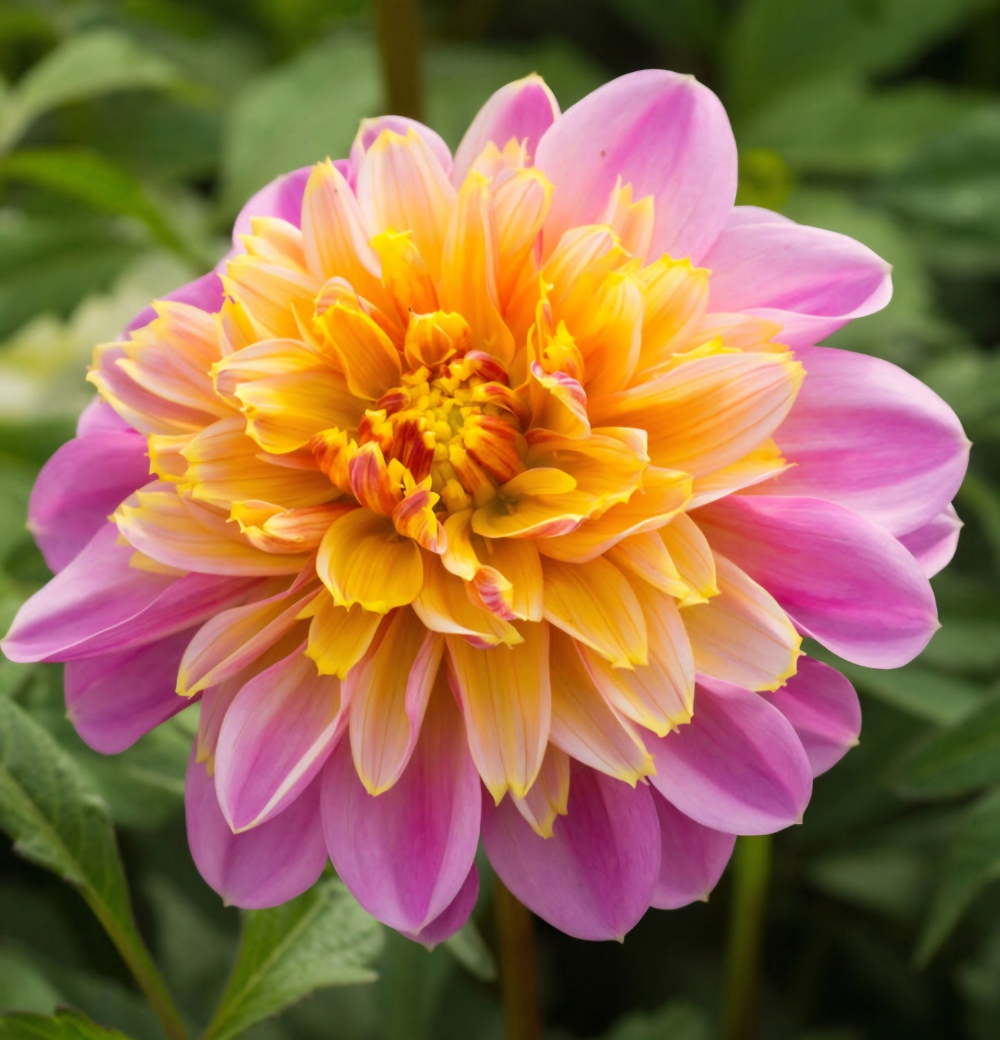 Lifestyle Dahlia Cutting