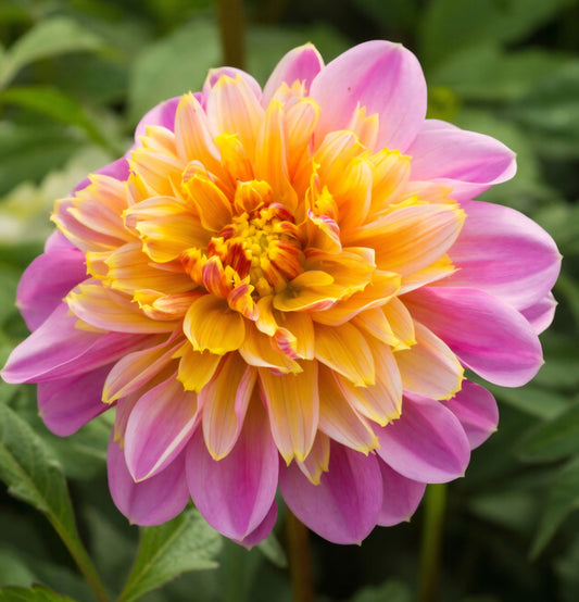 Lifestyle Dahlia Cutting