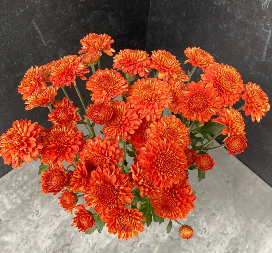 Kelvin mandarin Chrysanthemum Plugs