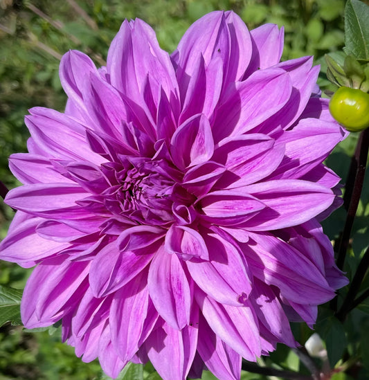 Lilac Time Dahlia Cutting