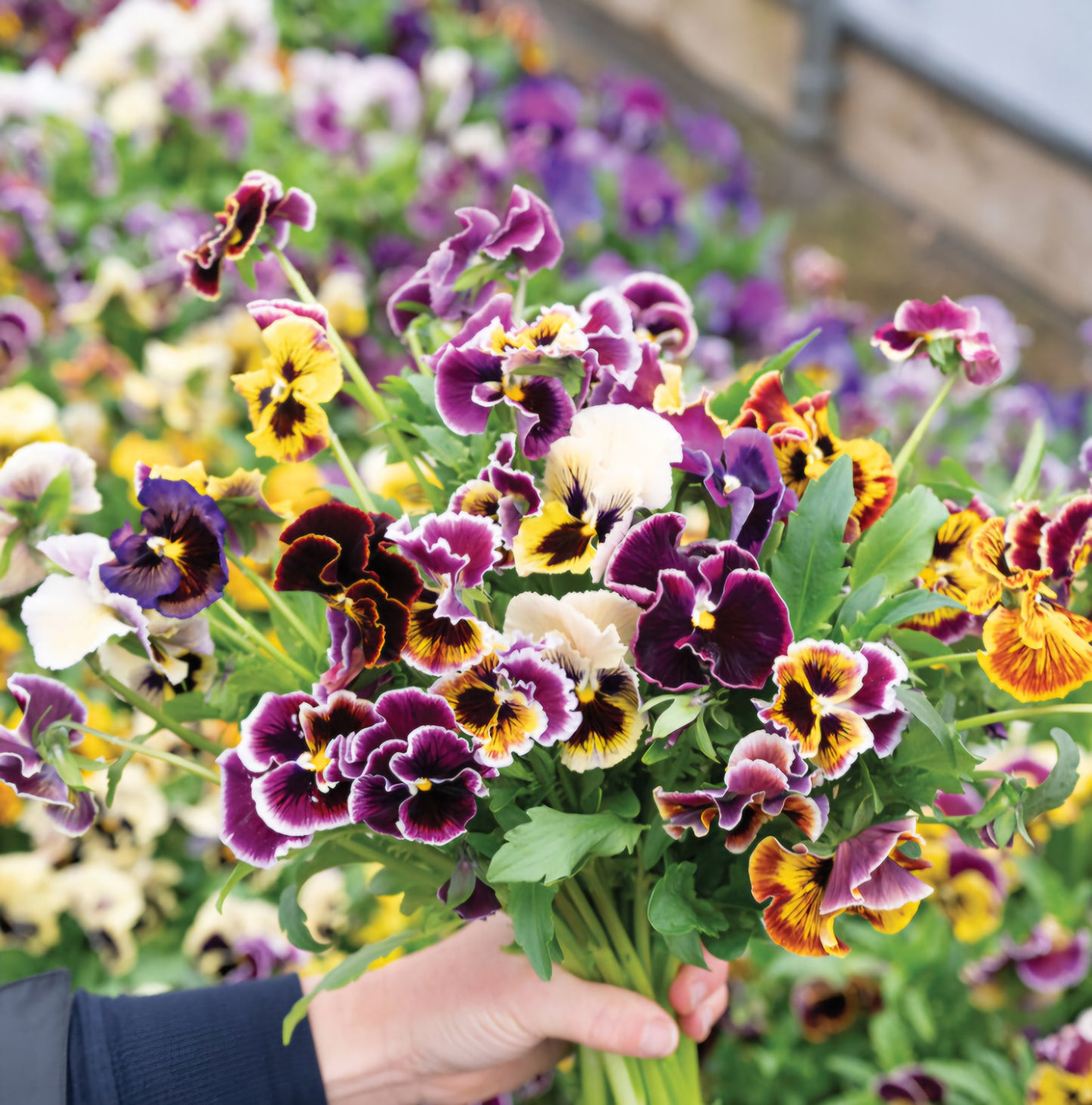 Pansy Ruffle Frizzle Sizzle Mix