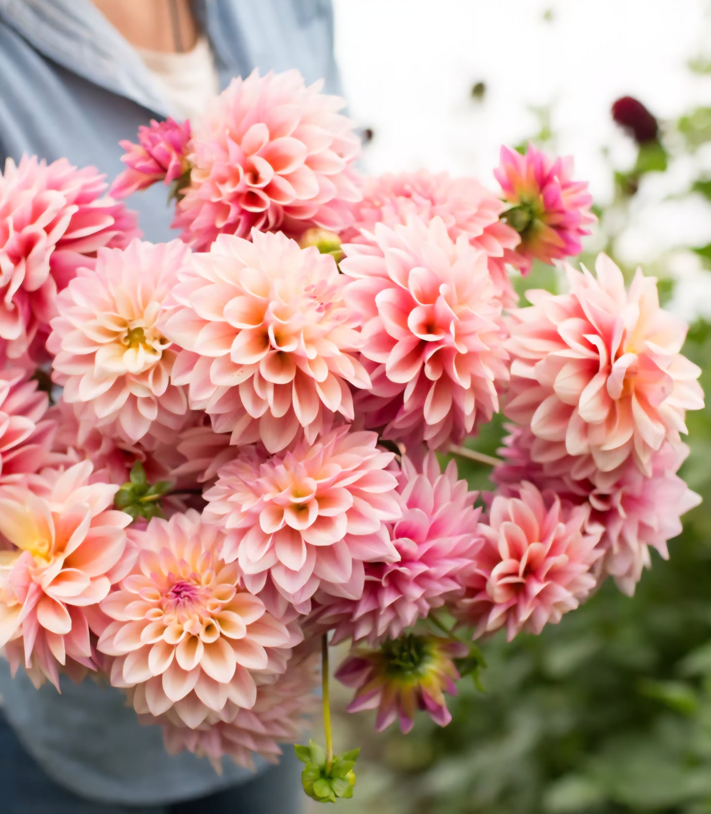 Coralie Dahlia Tuber