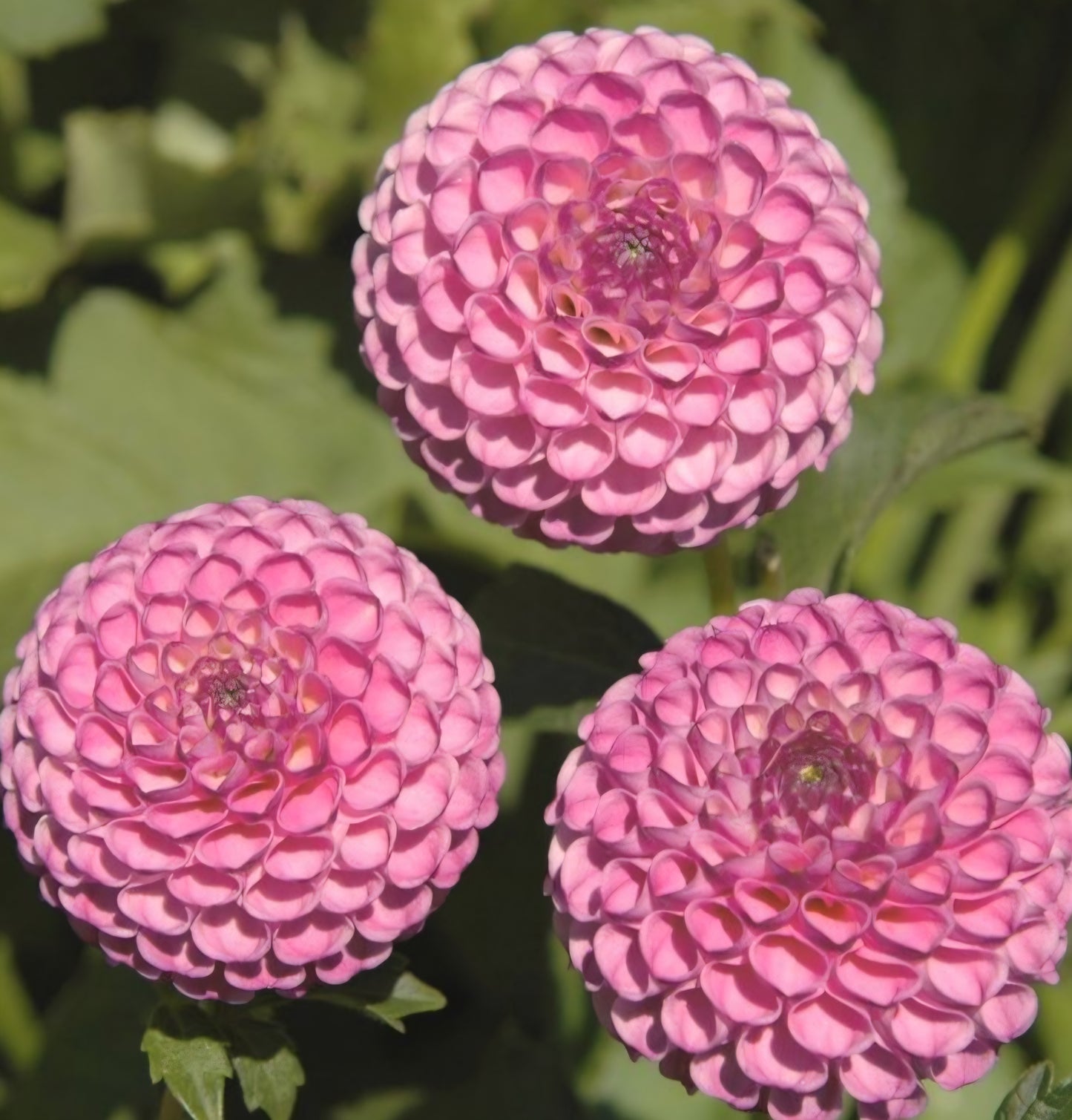 Zippitty Doo Dah Dahlia Cutting