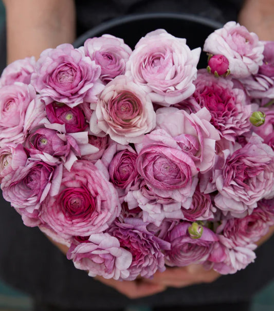 Purple Jean Amadine Ranunculus Corms (10)