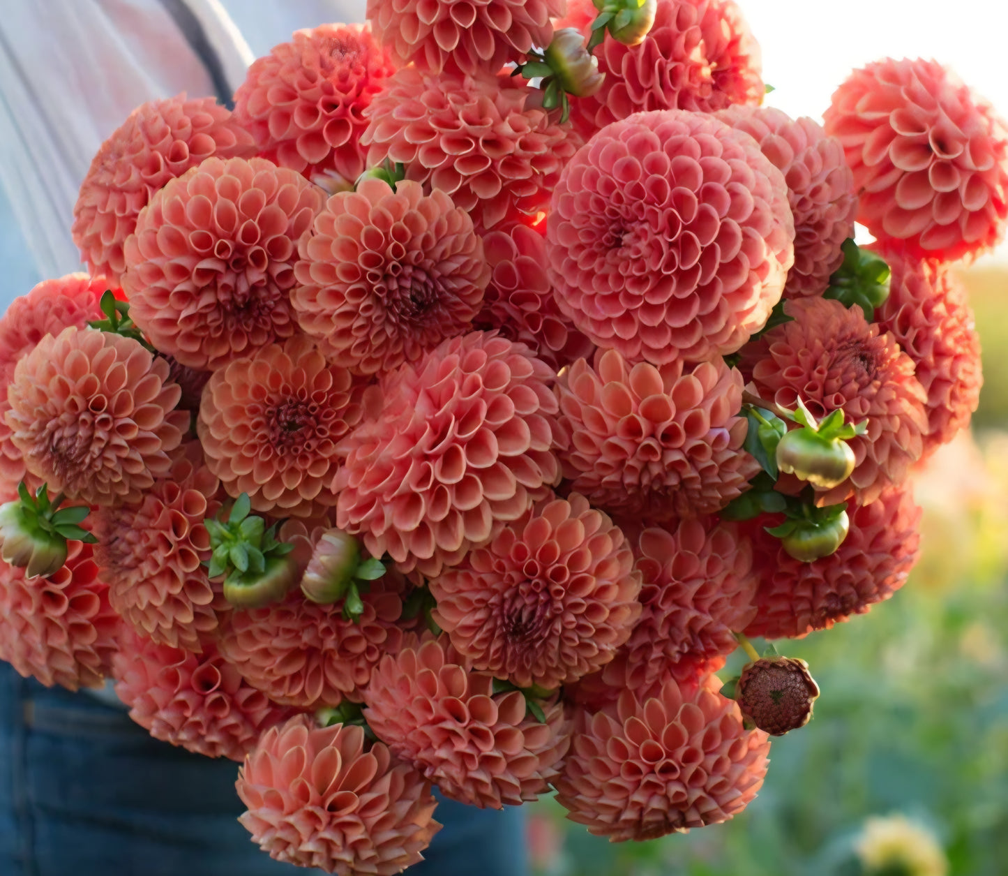 Cornel Bronze Dahlia Tuber