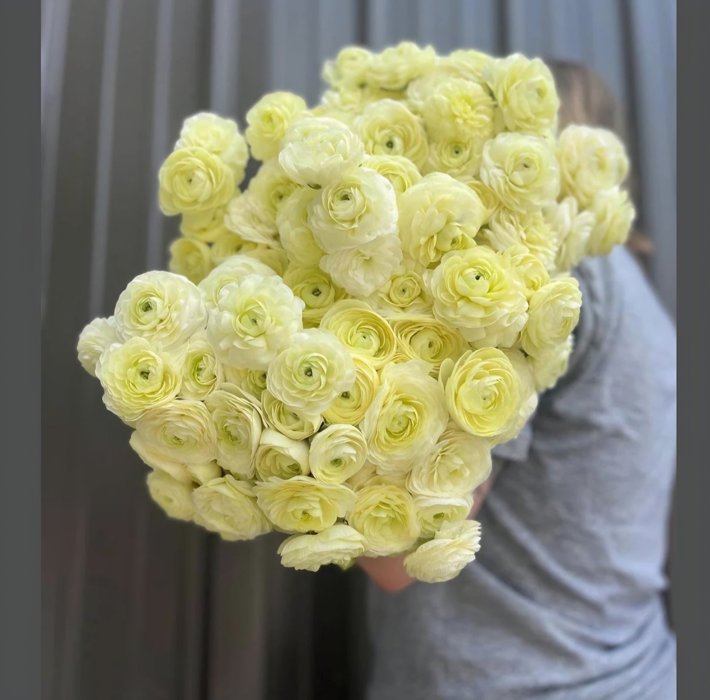 Amandine Cream Ranunculus Corms