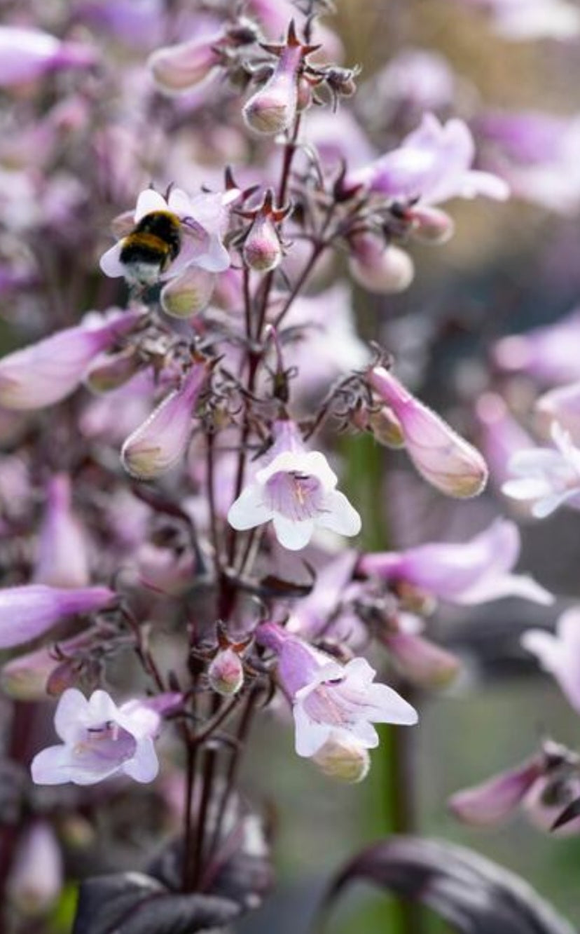 Panstemon Digitalis Dark Towers Roots (4)
