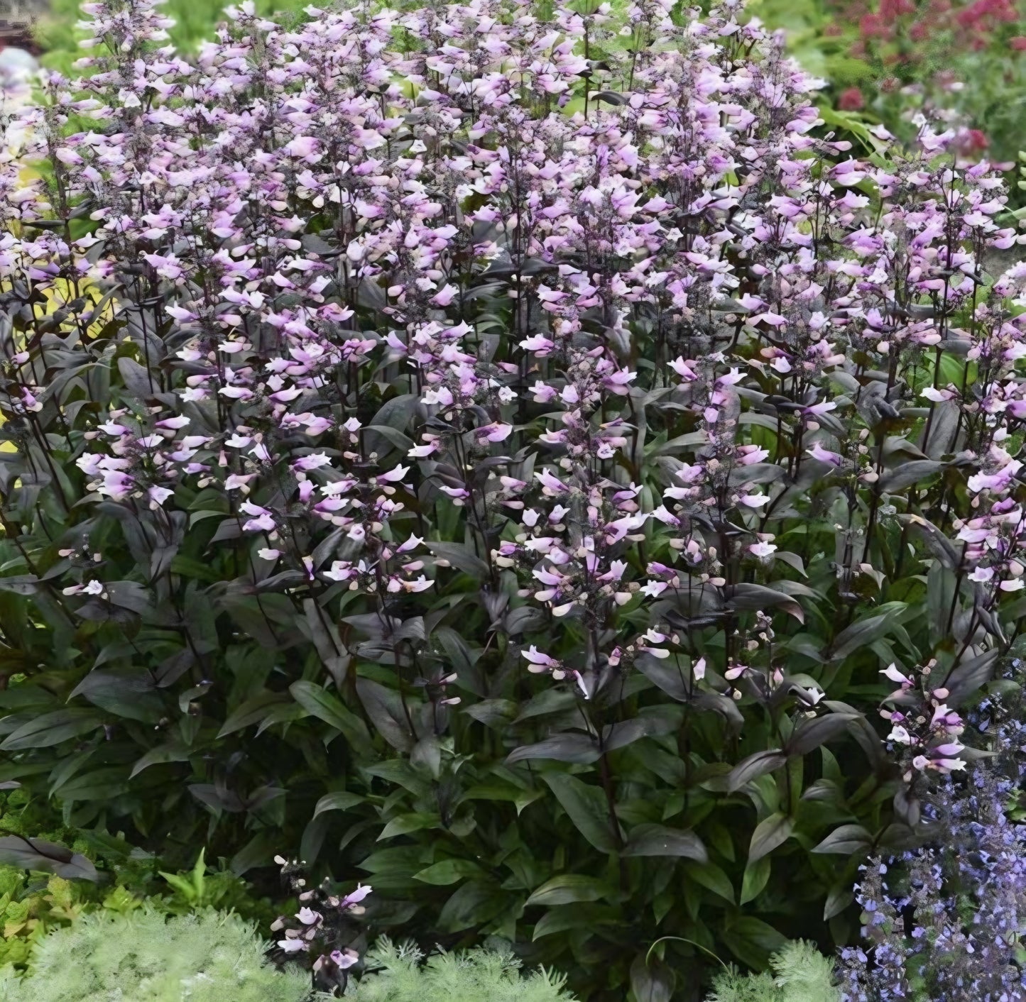 Panstemon Digitalis Dark Towers Roots (4)