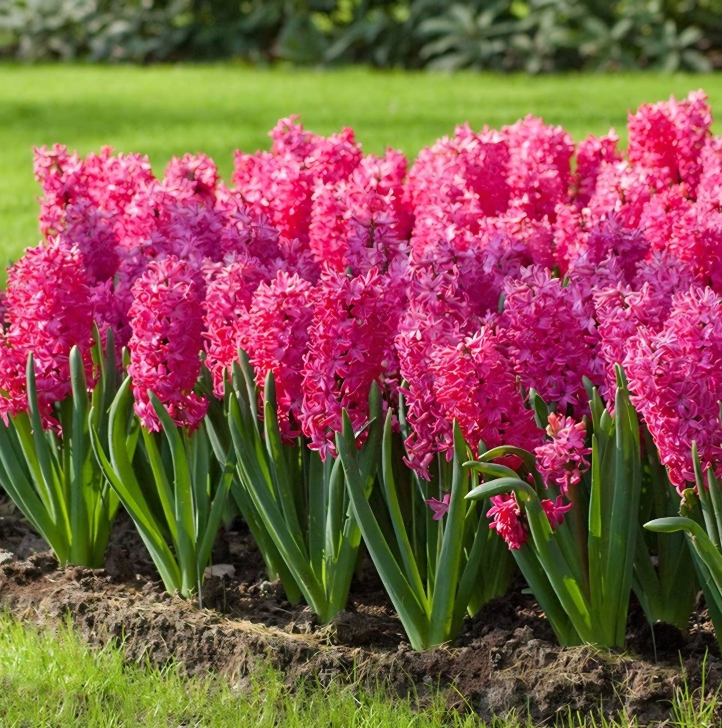 Hyacinth Jon Bos Bulbs