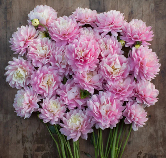 Chilson's Pride Dahlia