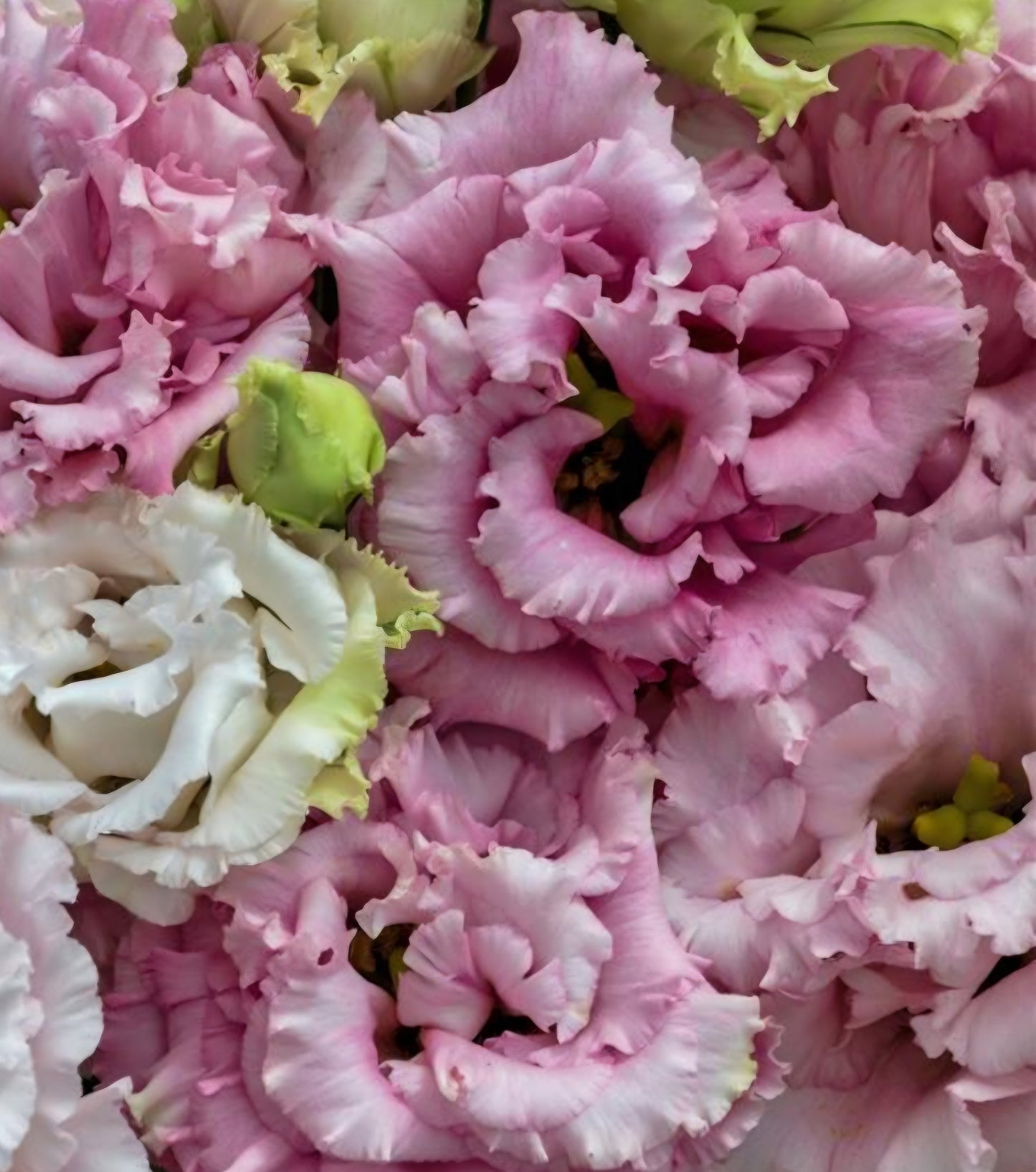 Lisianthus Voyage Pink II Plugs