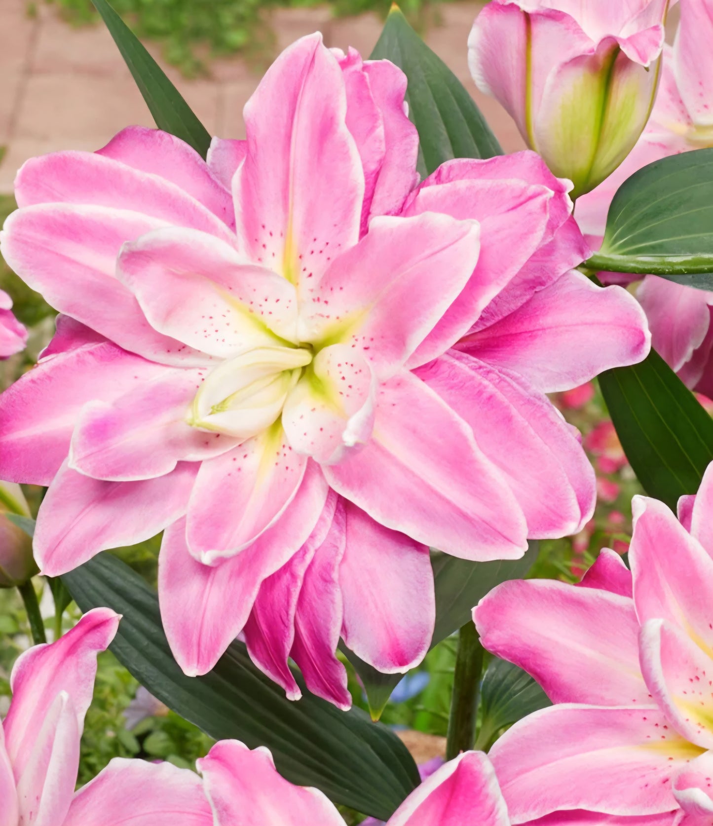 Accolade Double Oriental Lily Bulbs (5)