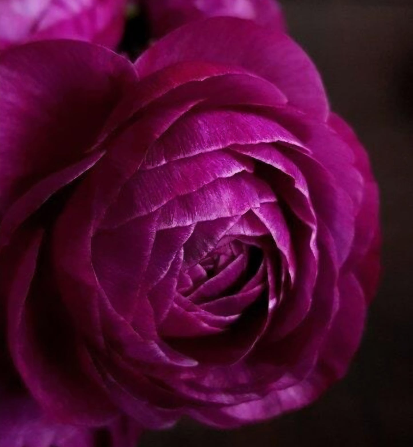 Amandine Violet Ranunculus Corms