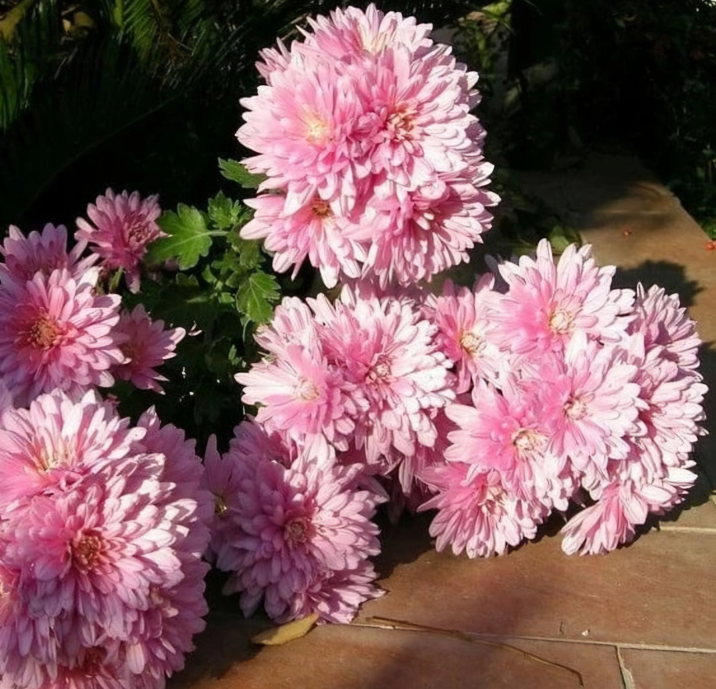 Heirloom Chrysanthemum Pink Anderton Plugs (3)