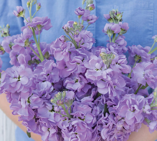 Iron Stock Lavender Blue Mix Plugs