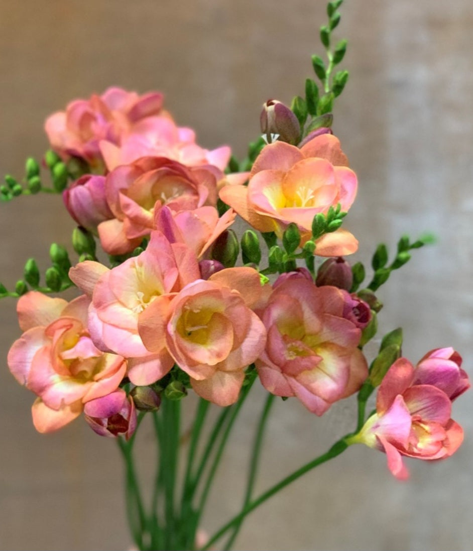 Double Freesia Peachy Queen Bulbs (10)