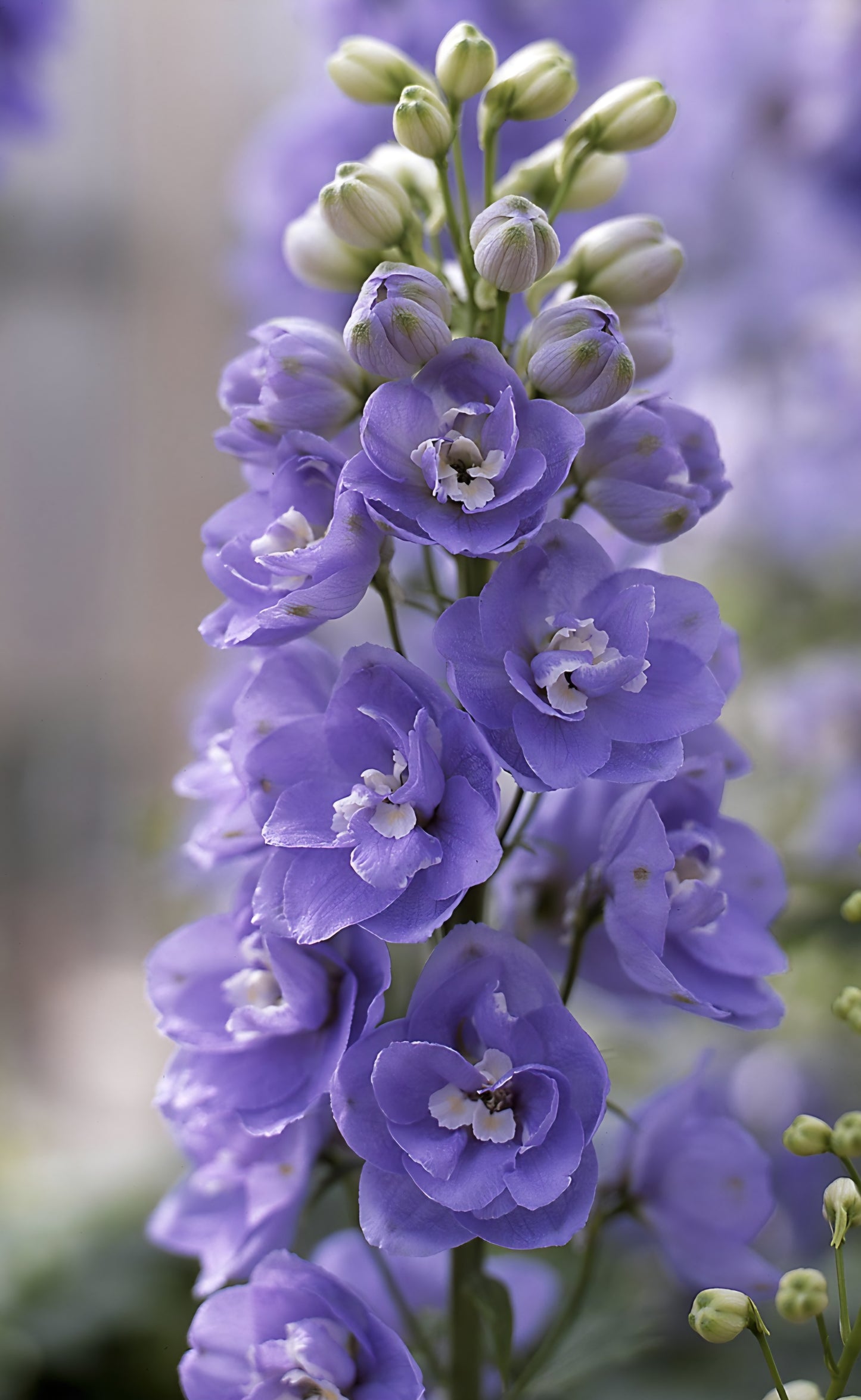 Delphinium Aurora Lavender Plugs