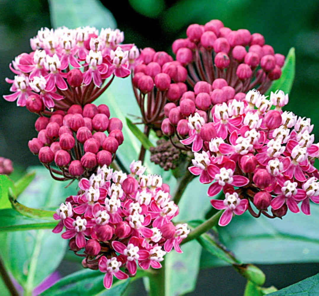 Soulmate Butterfly Weed Plant Plug
