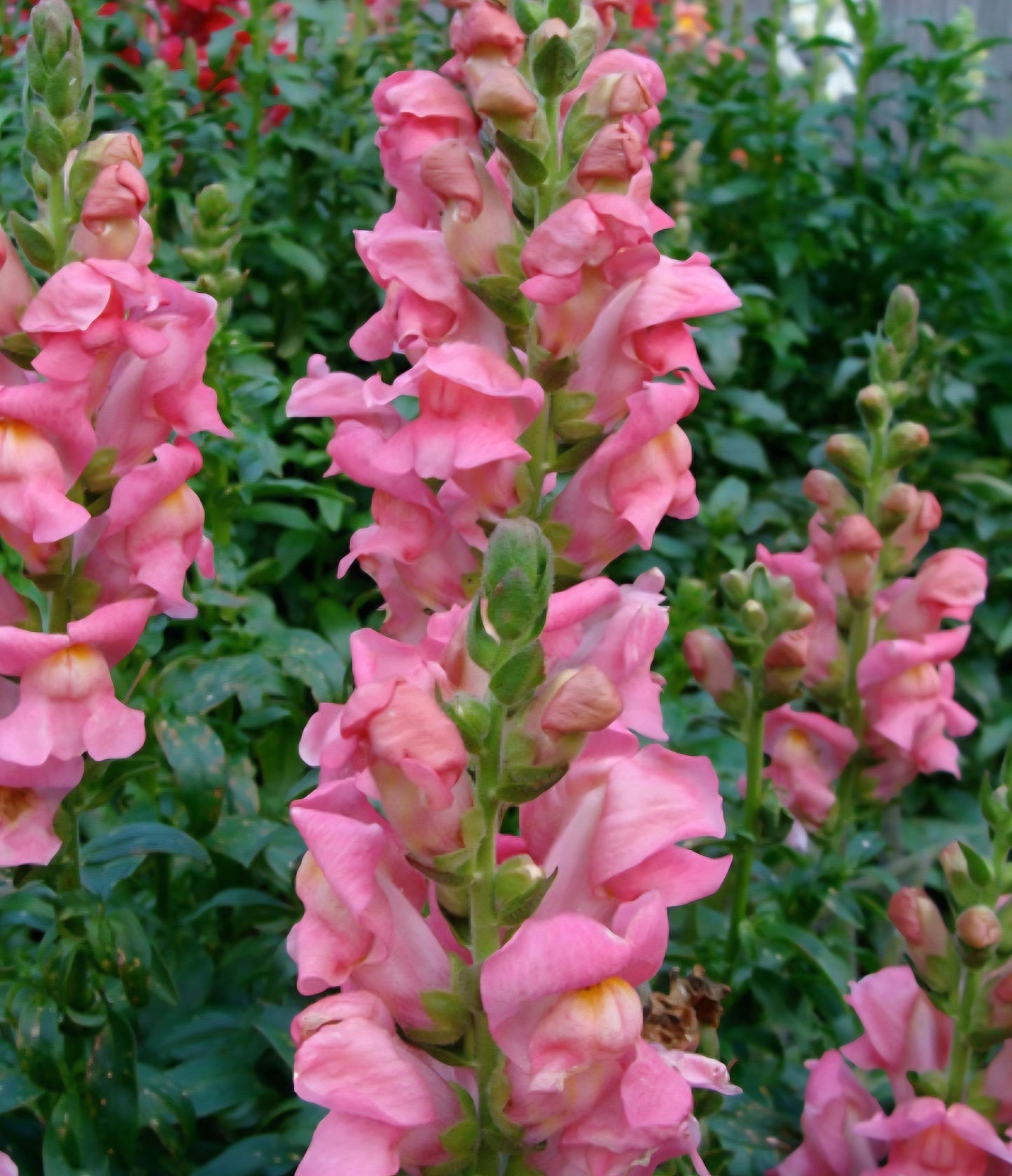 Rocket Pink Snapdragons (4)