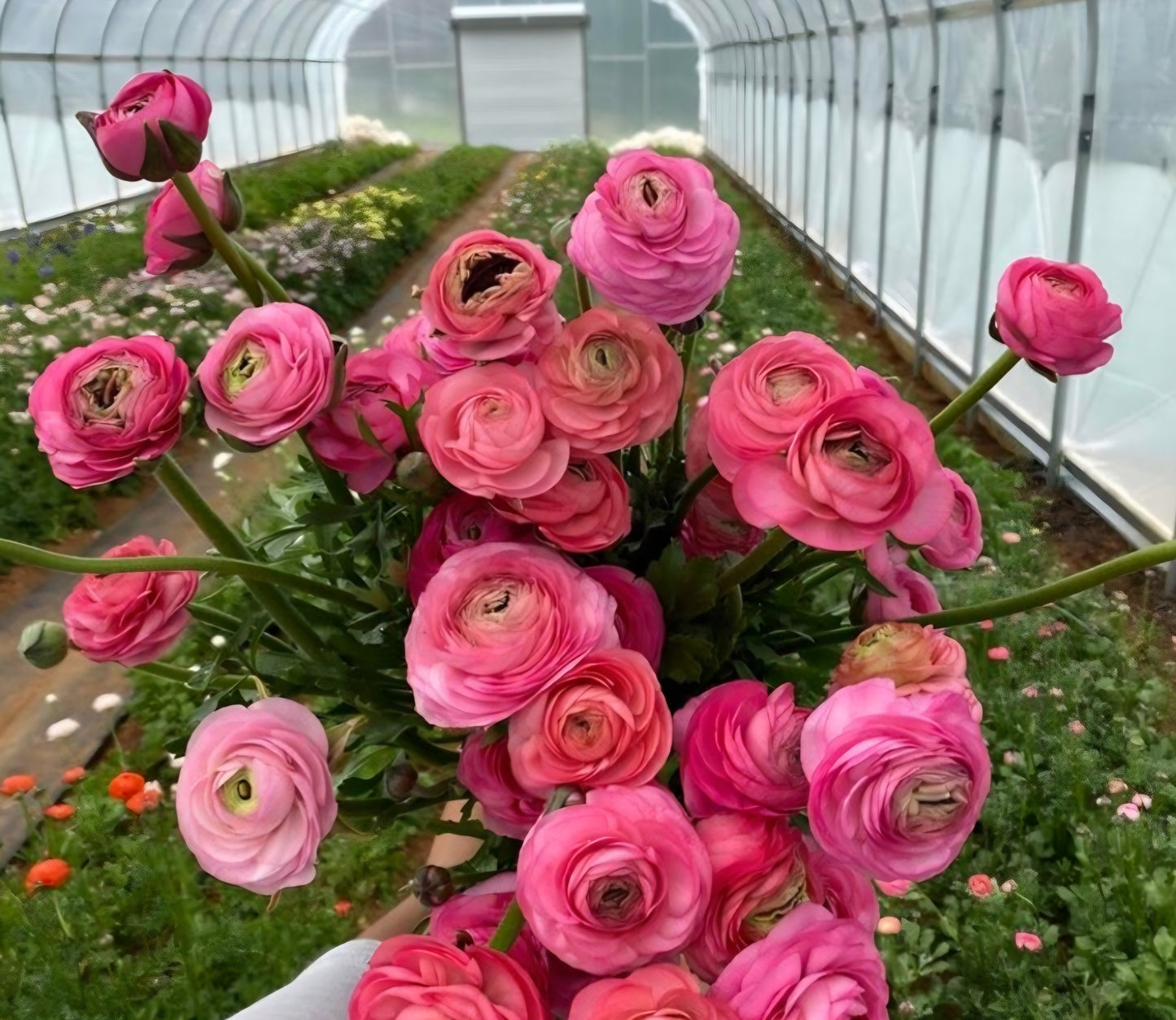 Ranunculus Aviv Rose Corms
