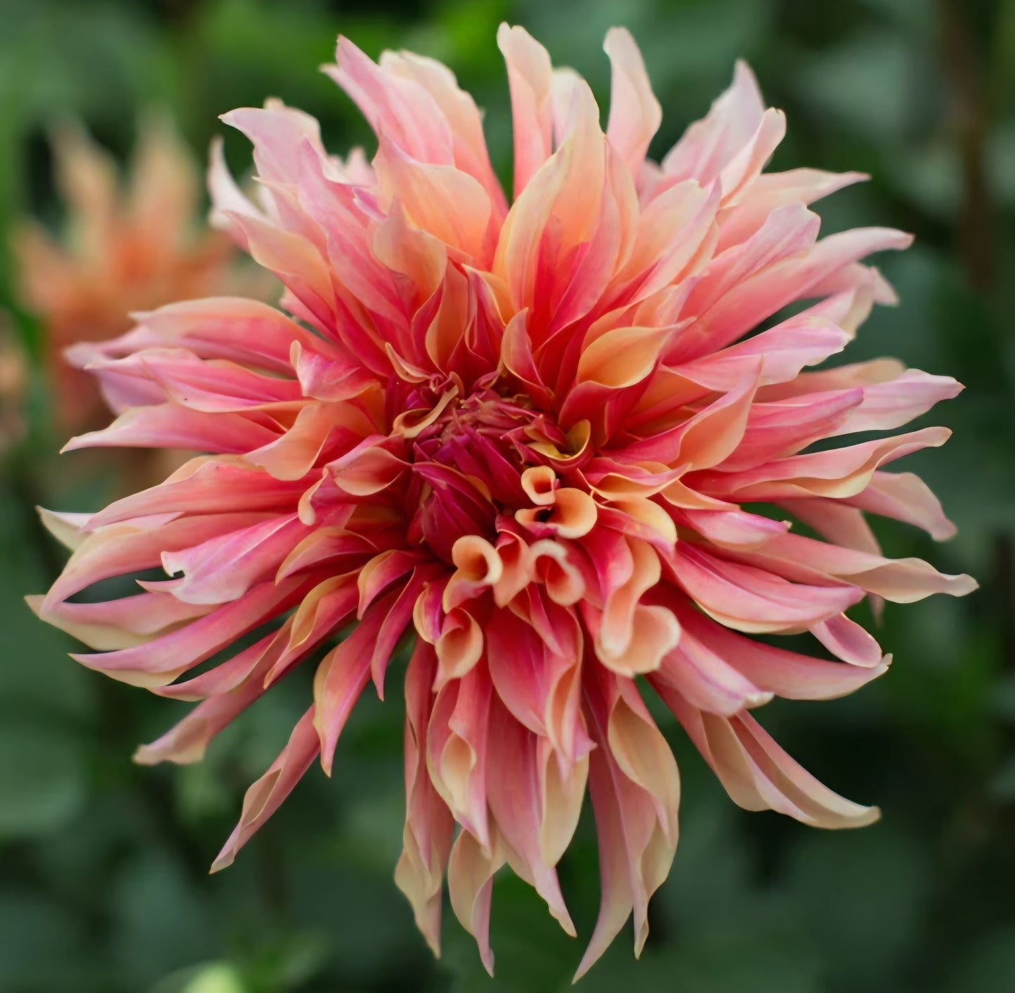 Labyrinth Dahlia Tuber