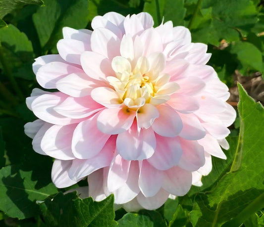 Daddy's Girl Dahlia Cutting