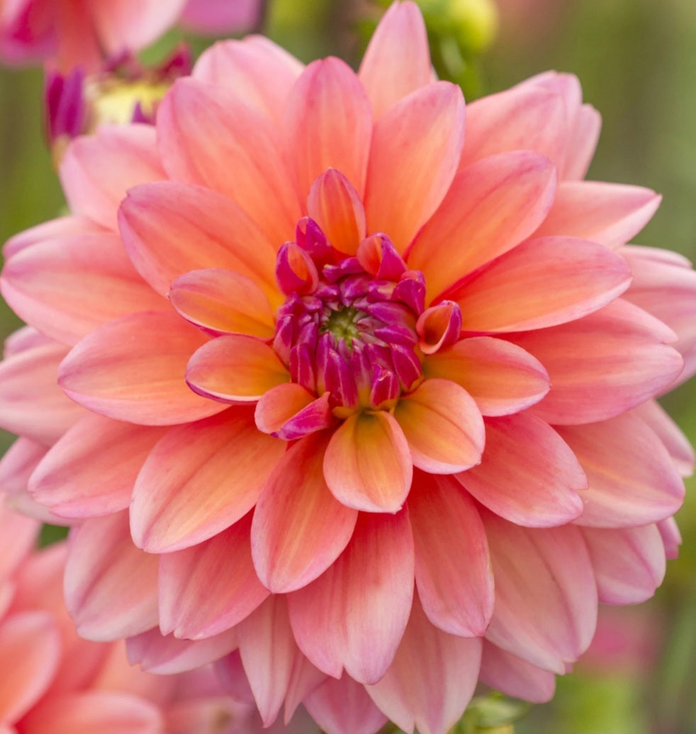 Great Silence Dahlia Tuber