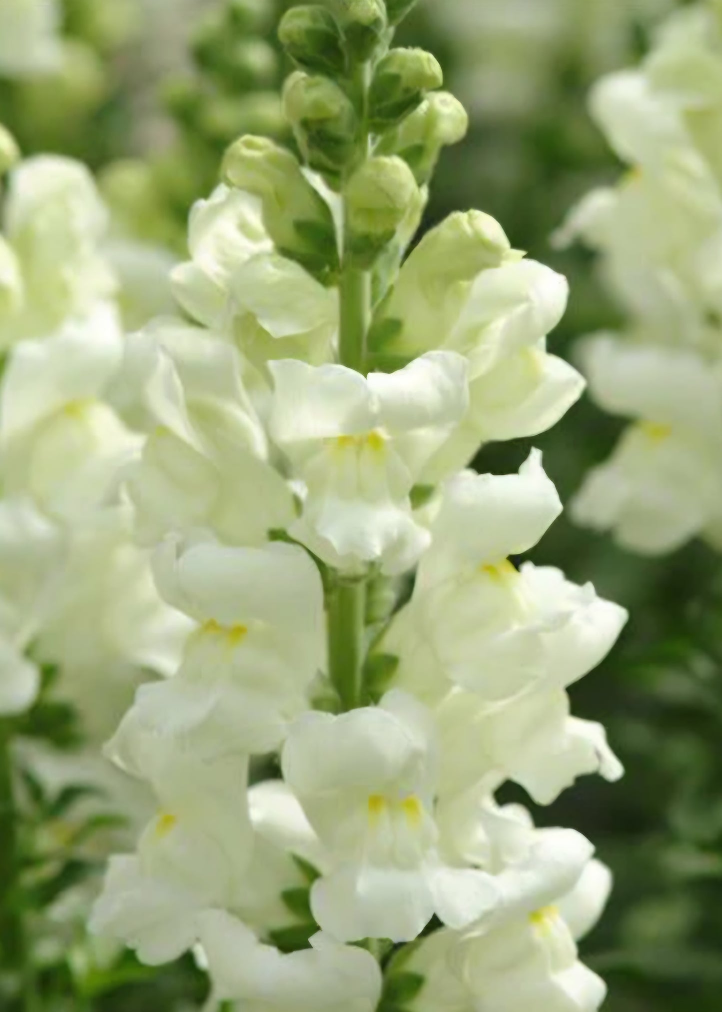 Potomac Ivory White Snapdragon Plugs