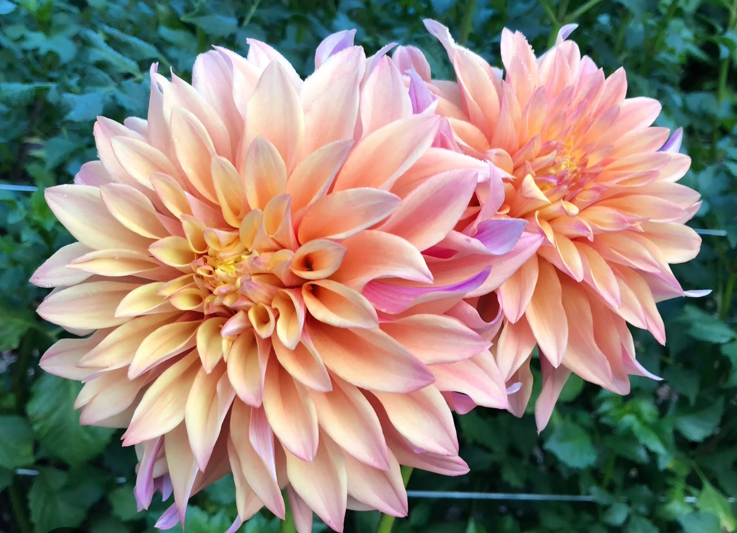 Tyrell Dahlia Tuber