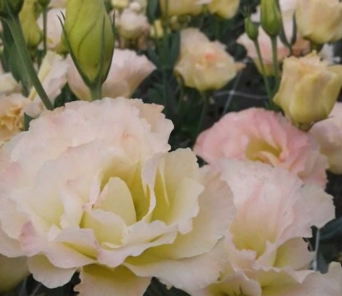 Lisianthus Arena 3 Champagne Plugs