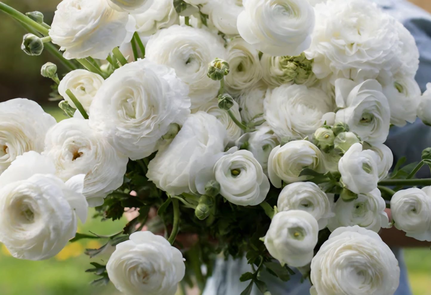 Amandine White Ranunculus Corms