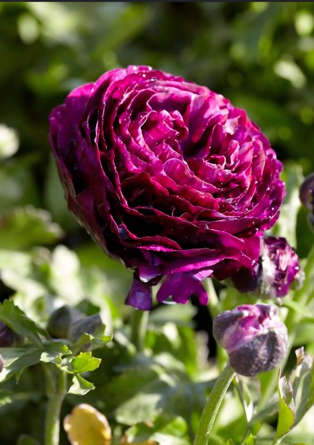 Purple Leaved Ranunculus Aviv Purple Ranunculus Corms – Blooming Patches Farm