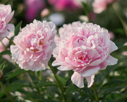 Sarah Bernhart Peony Root