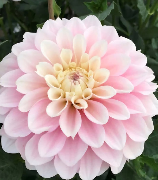 Daddy's Girl Dahlia Tuber