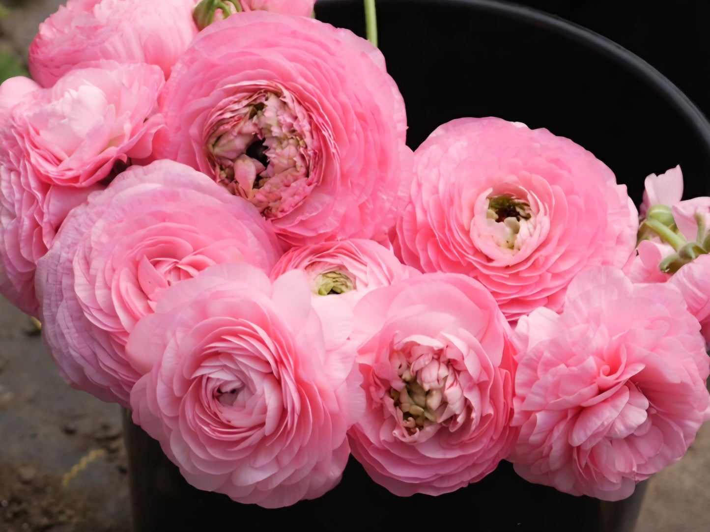 Amadine Pink Barby Ranunculus Corms