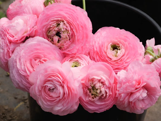 Pre-Sprouted Amadine Pink Barby Ranunculus Corms (6)