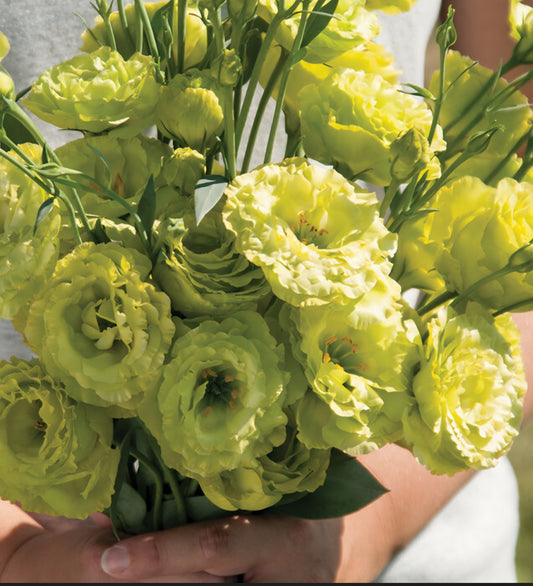 Lisianthus Roseanne Green Plugs
