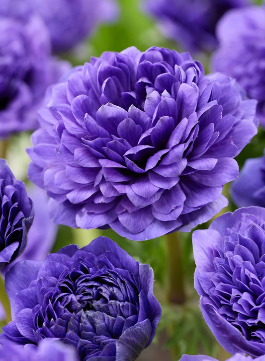 Anemone Fullstar Blue