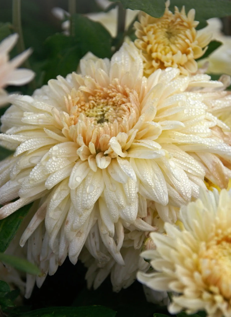 French Vanilla Chrysanthemum Plugs (3)