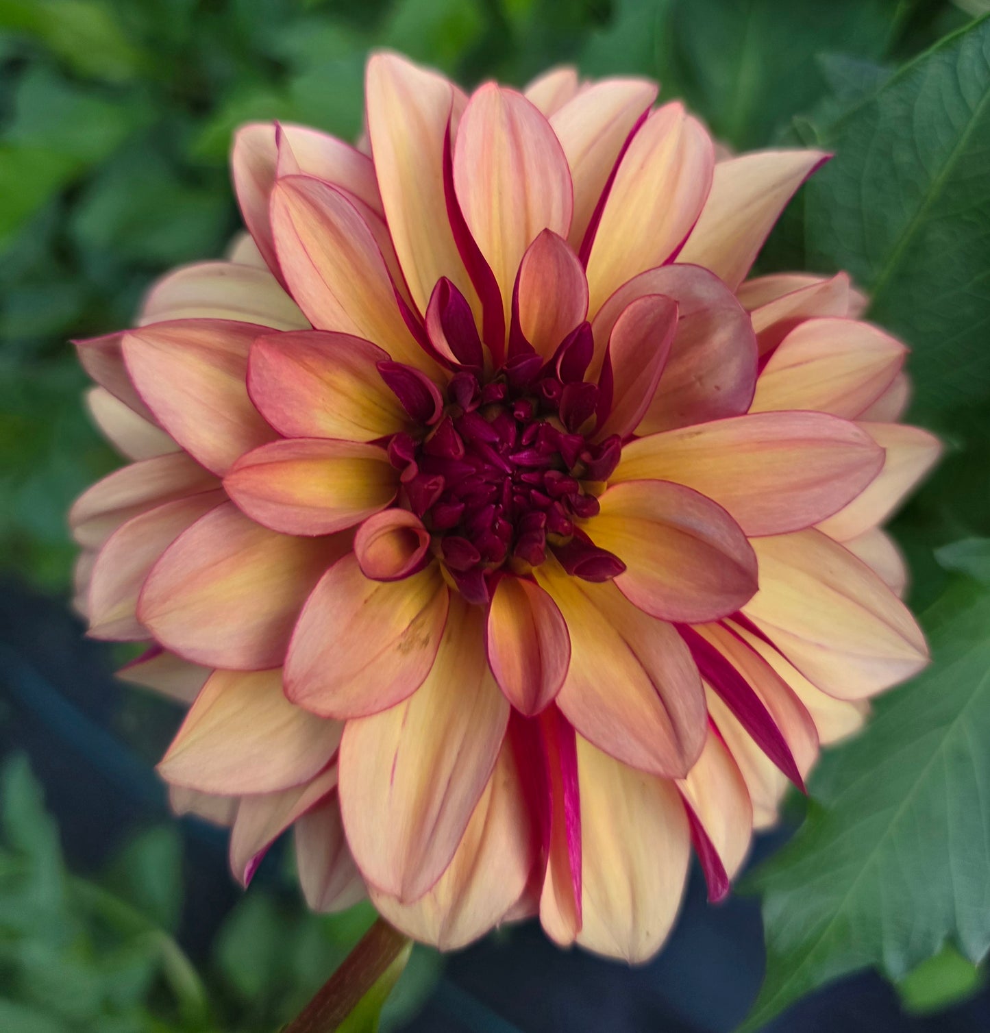 Creme de Cognac Dahlia Tuber