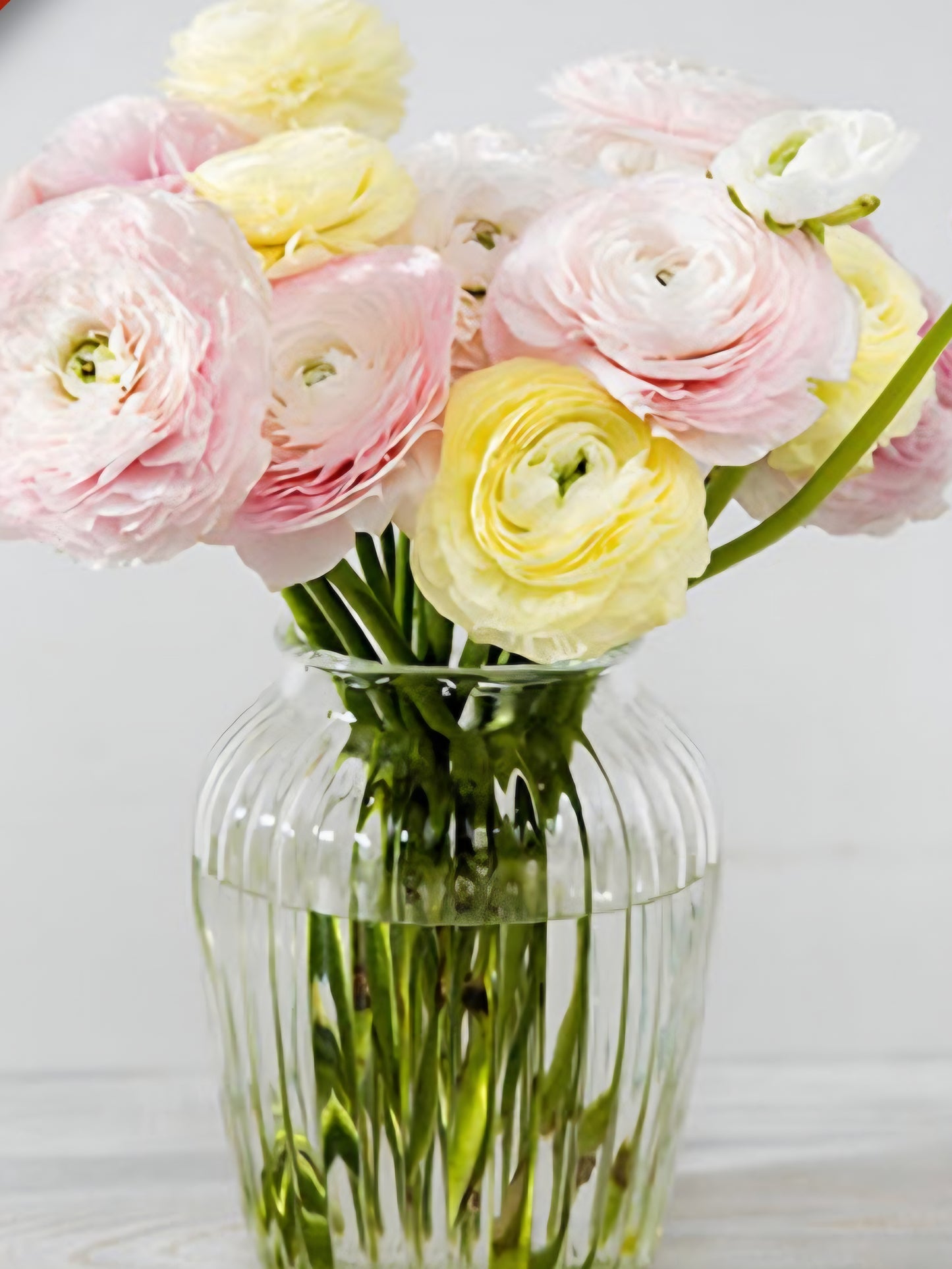 Tecolote Pastels Ranunculus Corms