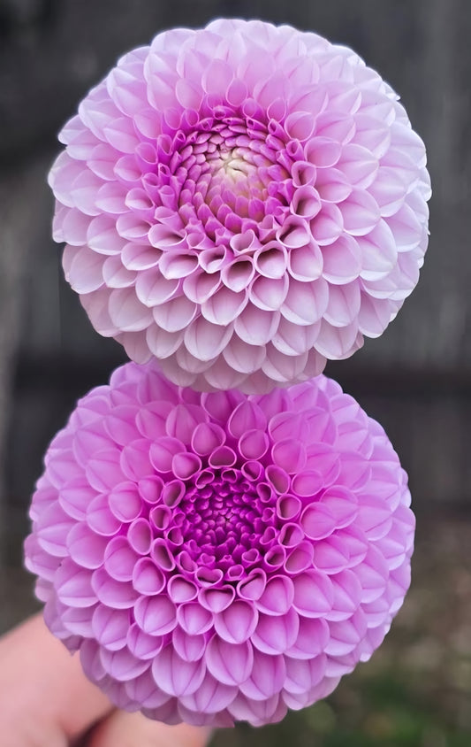 Lipoma Pom Pom Dahlia Tuber