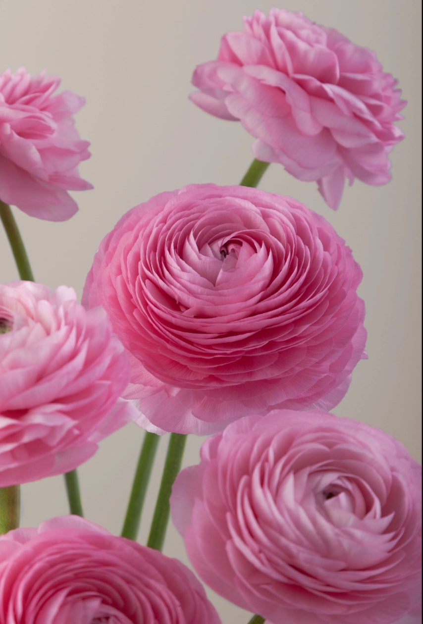 Romance Rosa Chiaro Ranunculus Corms